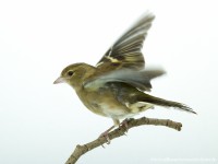 /album/vogels-van-jacques/huvaere-14-jpg/